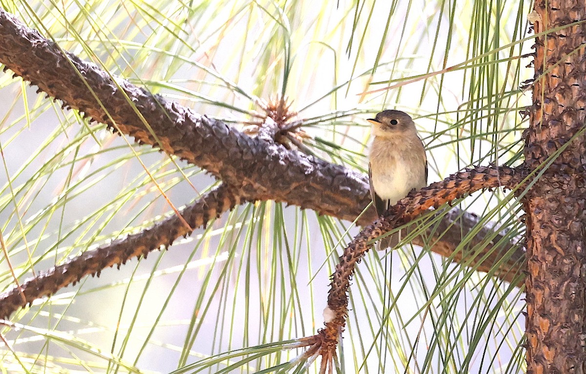 Buff-breasted Flycatcher - Gregory Smith