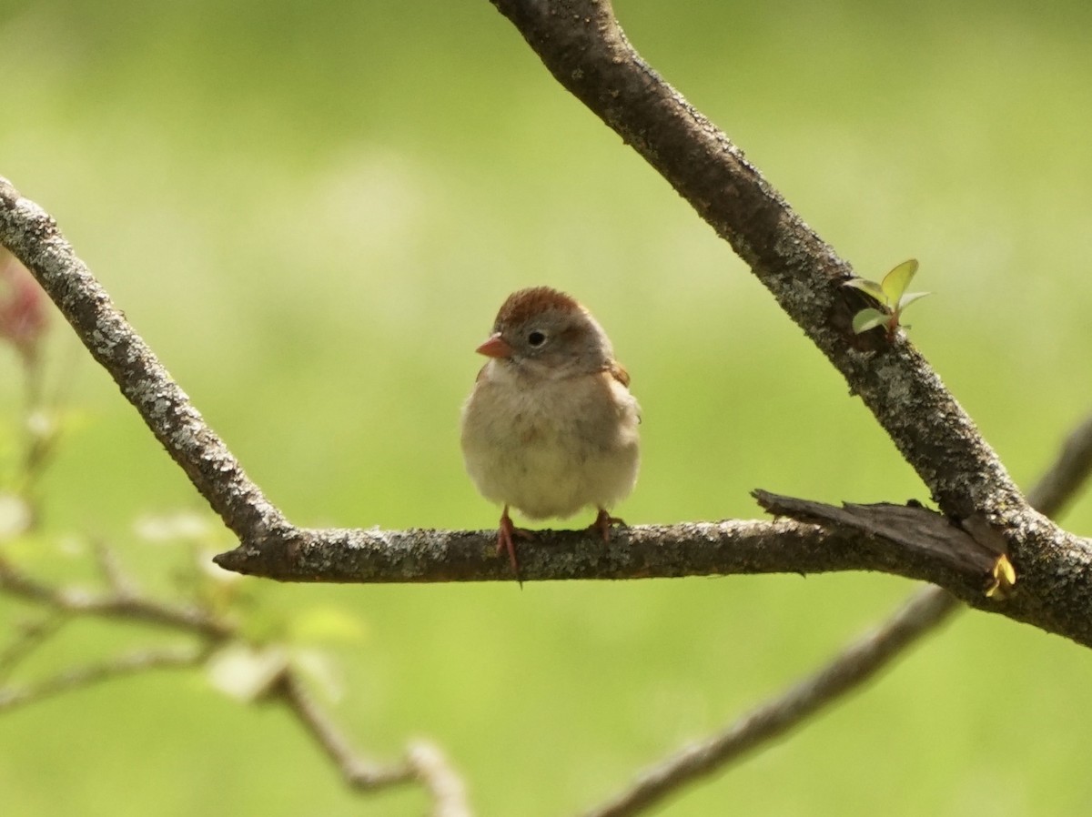 Field Sparrow - Rook Schucker Mallo
