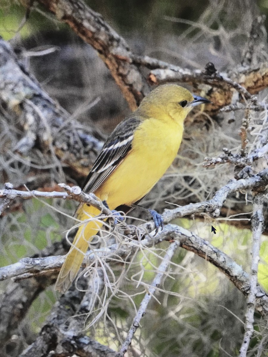 Orchard Oriole - ML618204915