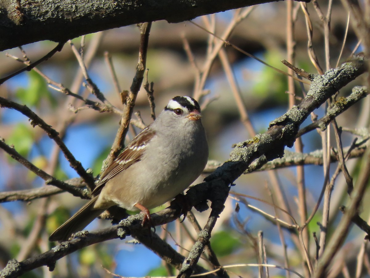 White-crowned Sparrow - Joel Strafelda