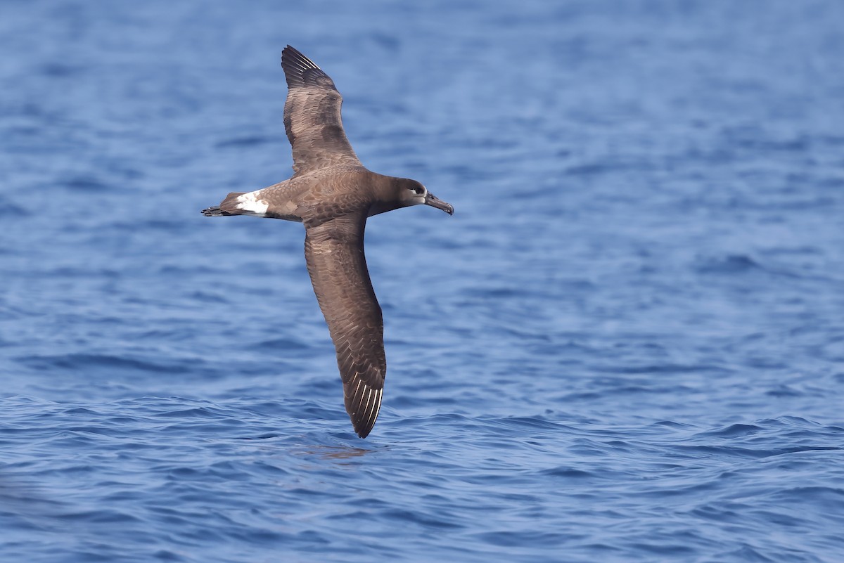 Albatros à pieds noirs - ML618204923