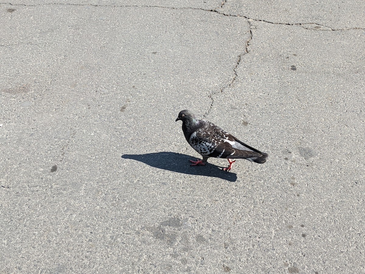 Rock Pigeon (Feral Pigeon) - ML618204942