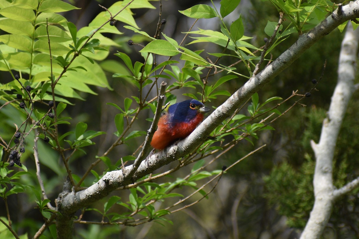 Painted Bunting - ML618204971