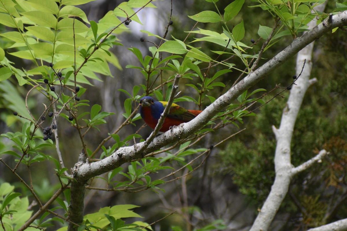 Painted Bunting - ML618204972