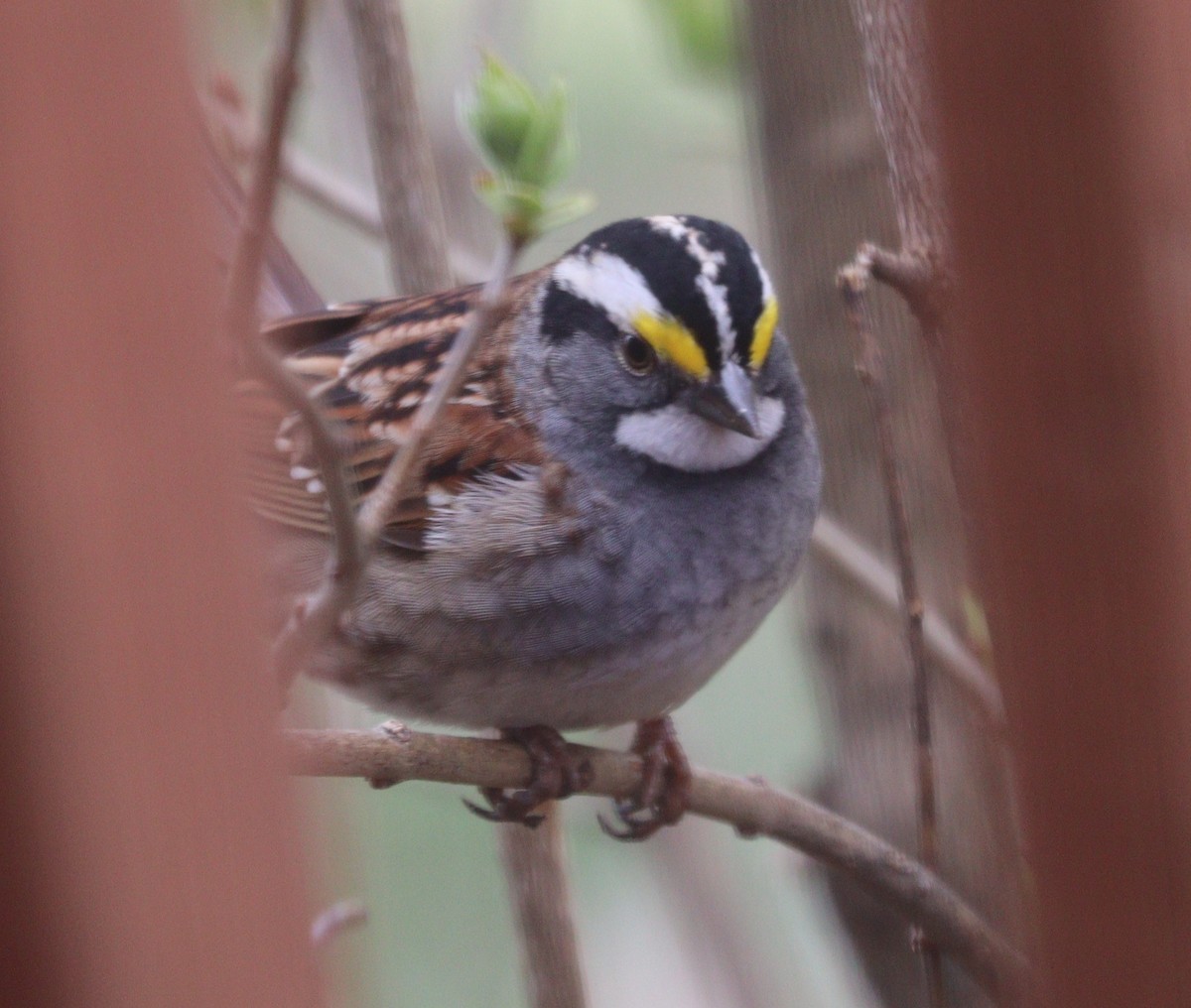 White-throated Sparrow - ML618204993