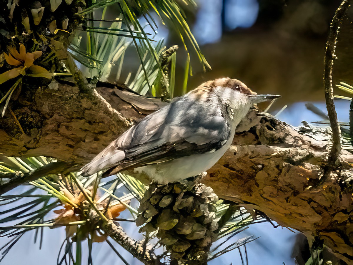 Brown-headed Nuthatch - ML618205011