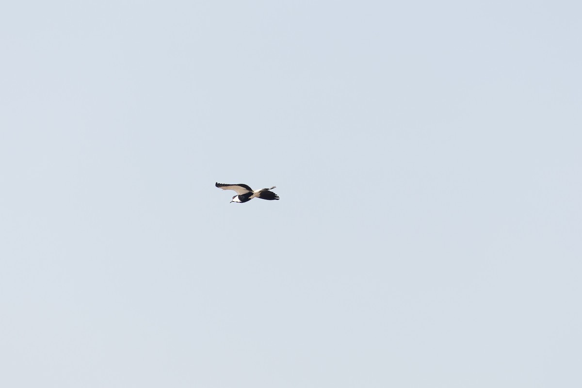 Spur-winged Lapwing - ML618205063