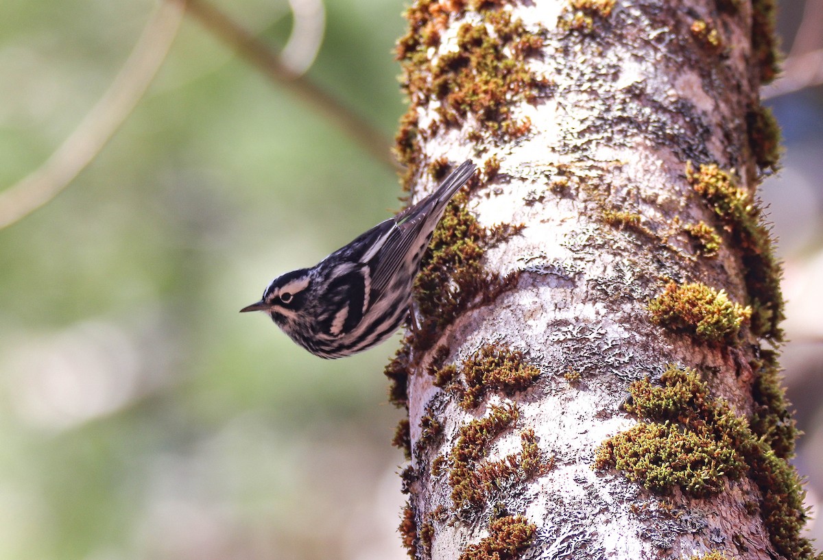 Black-and-white Warbler - ML618205067