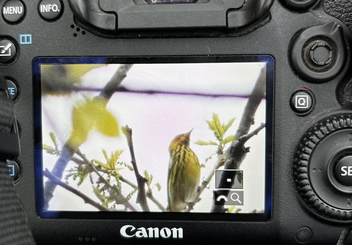 Cape May Warbler - ML618205071