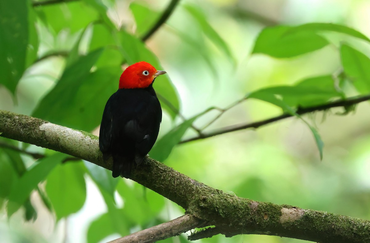 Red-capped Manakin - Channa Jayasinghe