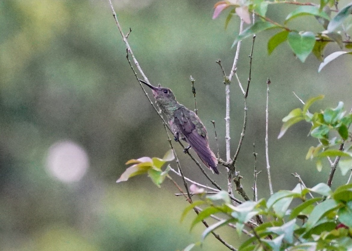 Scaly-breasted Hummingbird - ML618205086