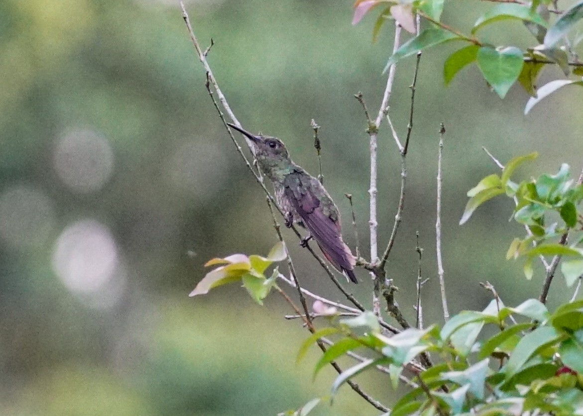 Scaly-breasted Hummingbird - ML618205087