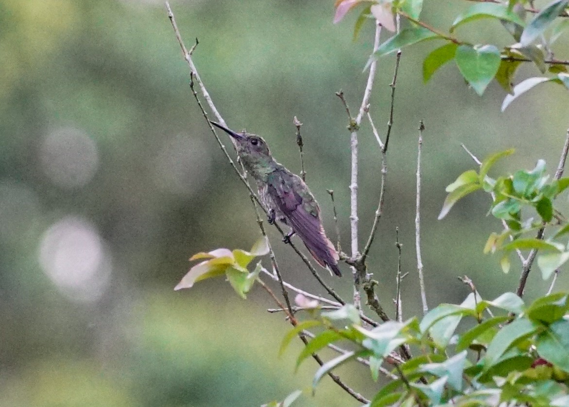 Scaly-breasted Hummingbird - ML618205088