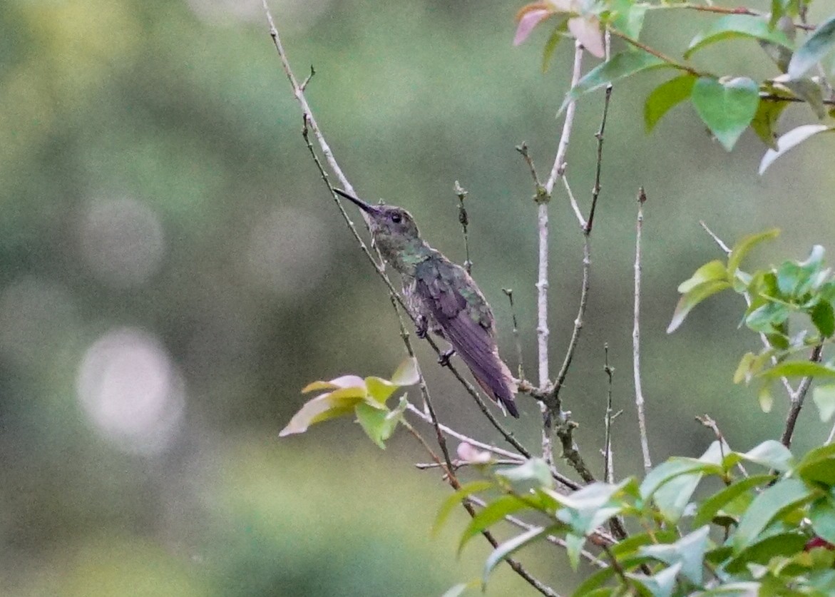 Scaly-breasted Hummingbird - ML618205089
