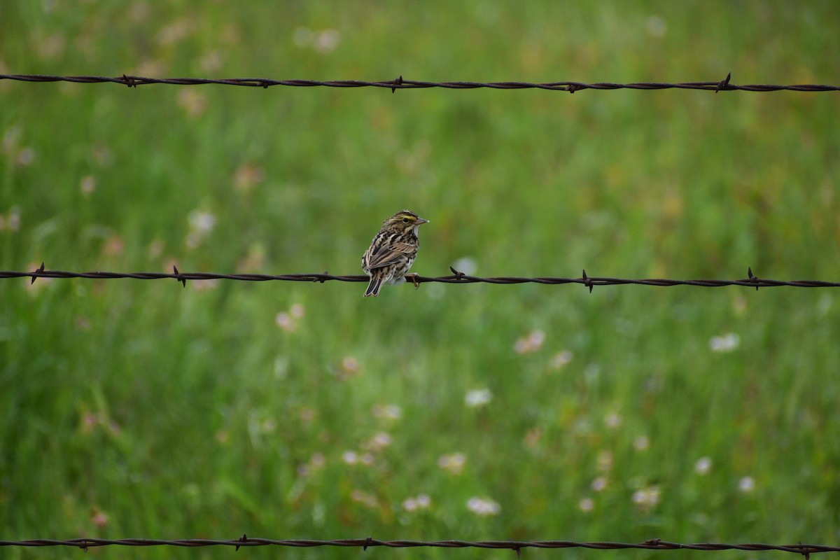 Savannah Sparrow - ML618205108