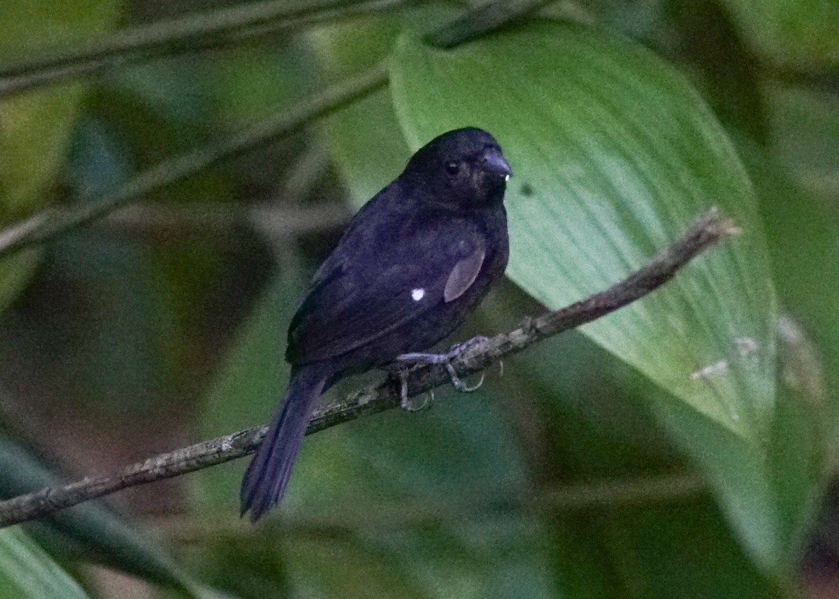 Variable Seedeater - ML618205115