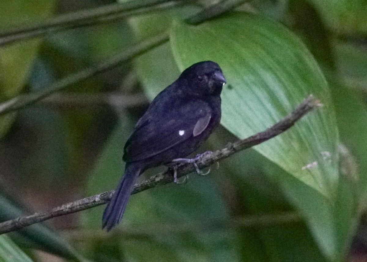 Variable Seedeater - ML618205116