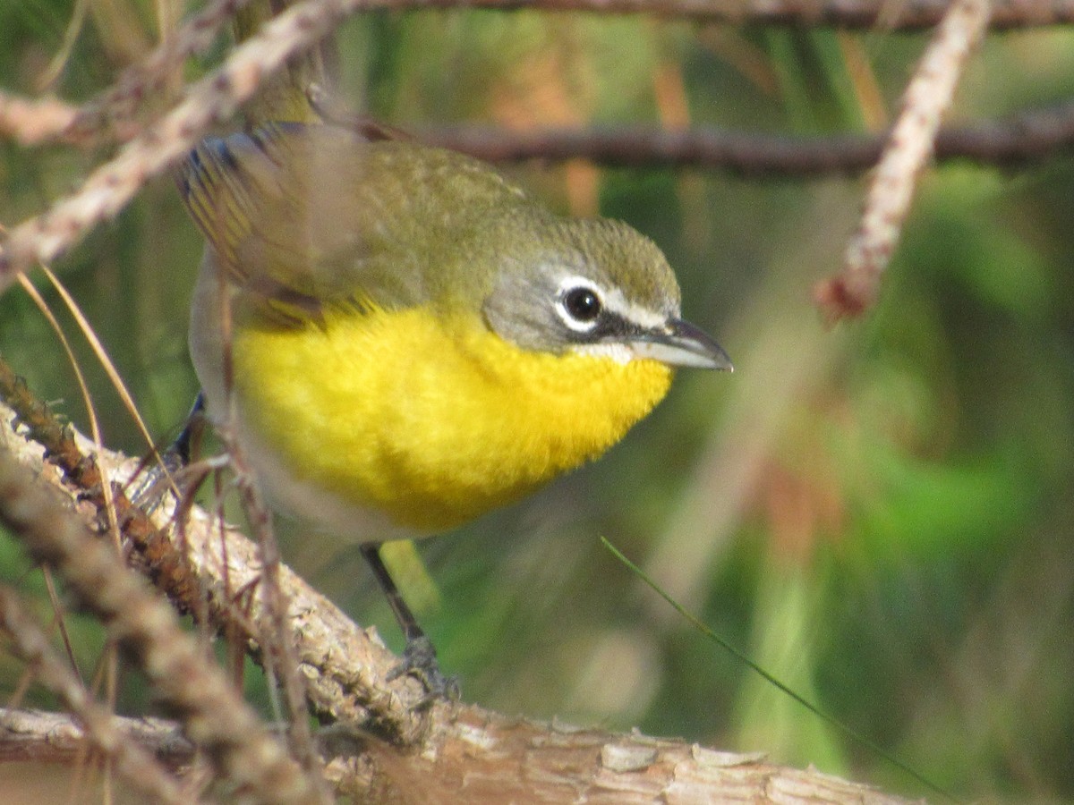 Yellow-breasted Chat - ML618205127