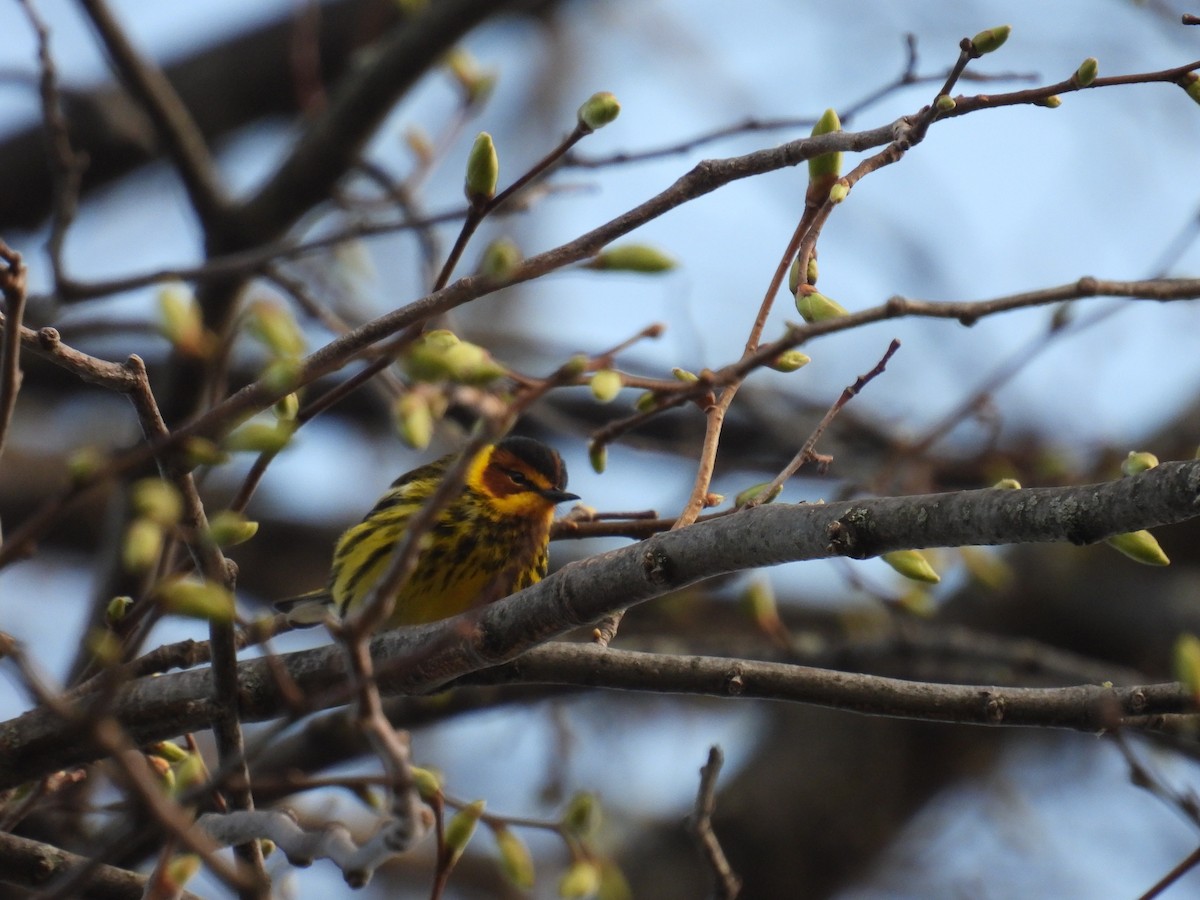 Cape May Warbler - ML618205202