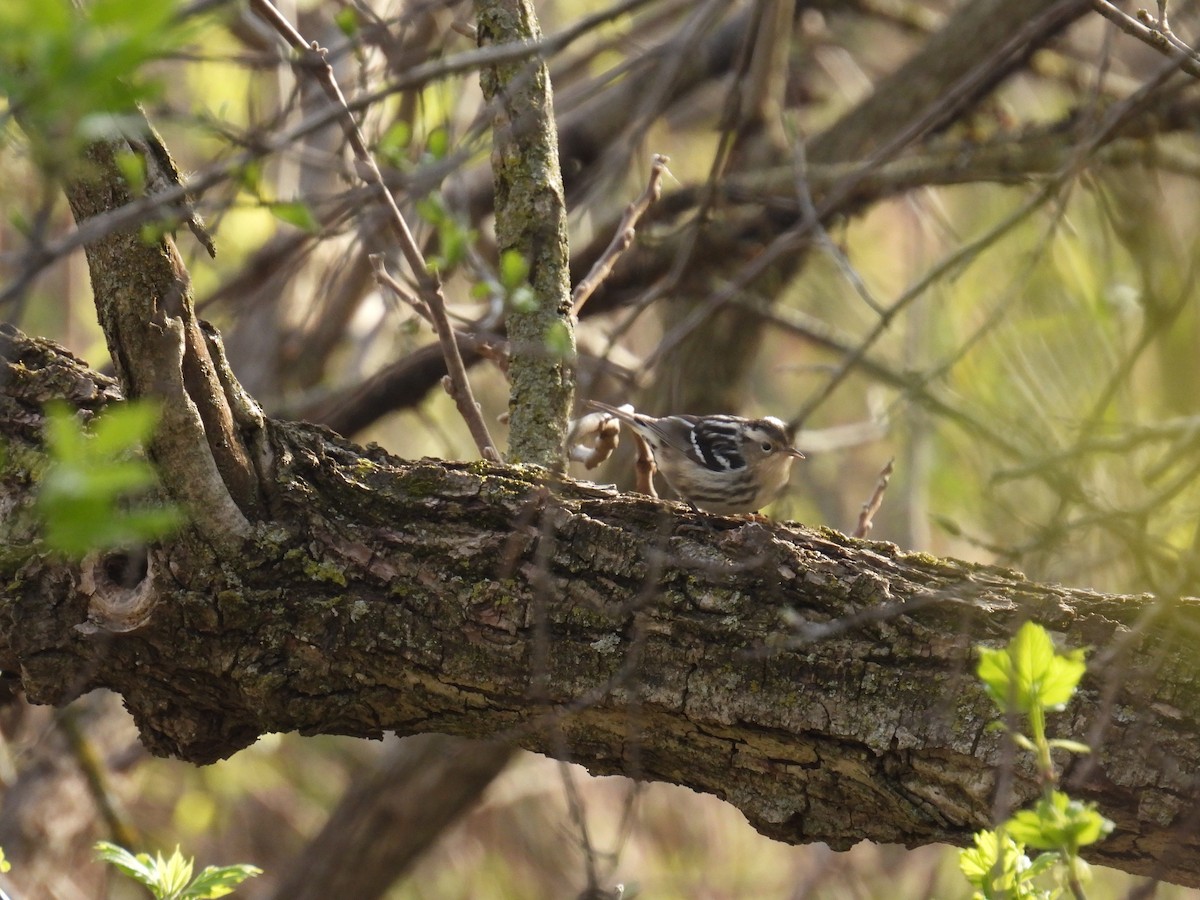 Black-and-white Warbler - ML618205227