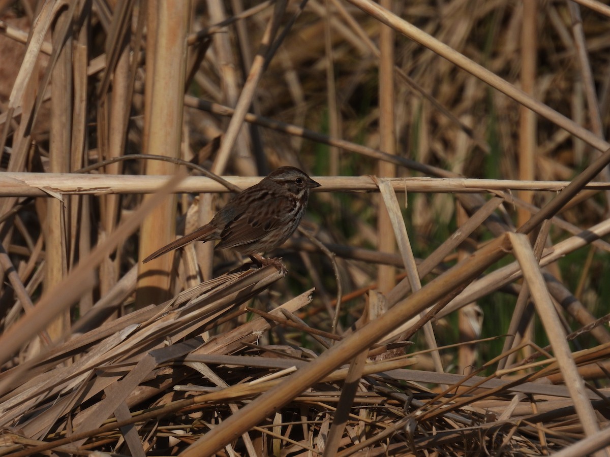 Swamp Sparrow - ML618205258