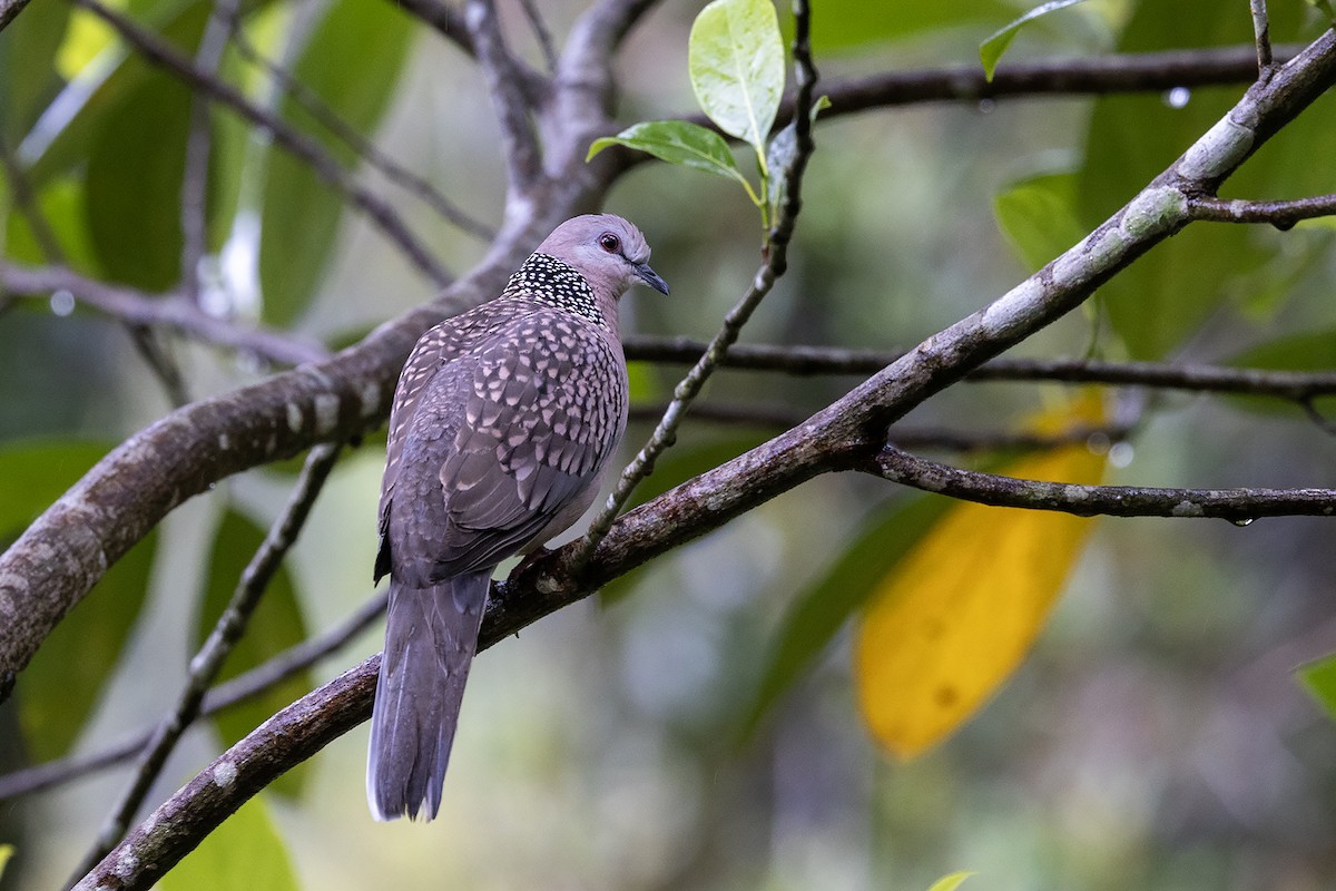 Spotted Dove (Western) - ML618205321