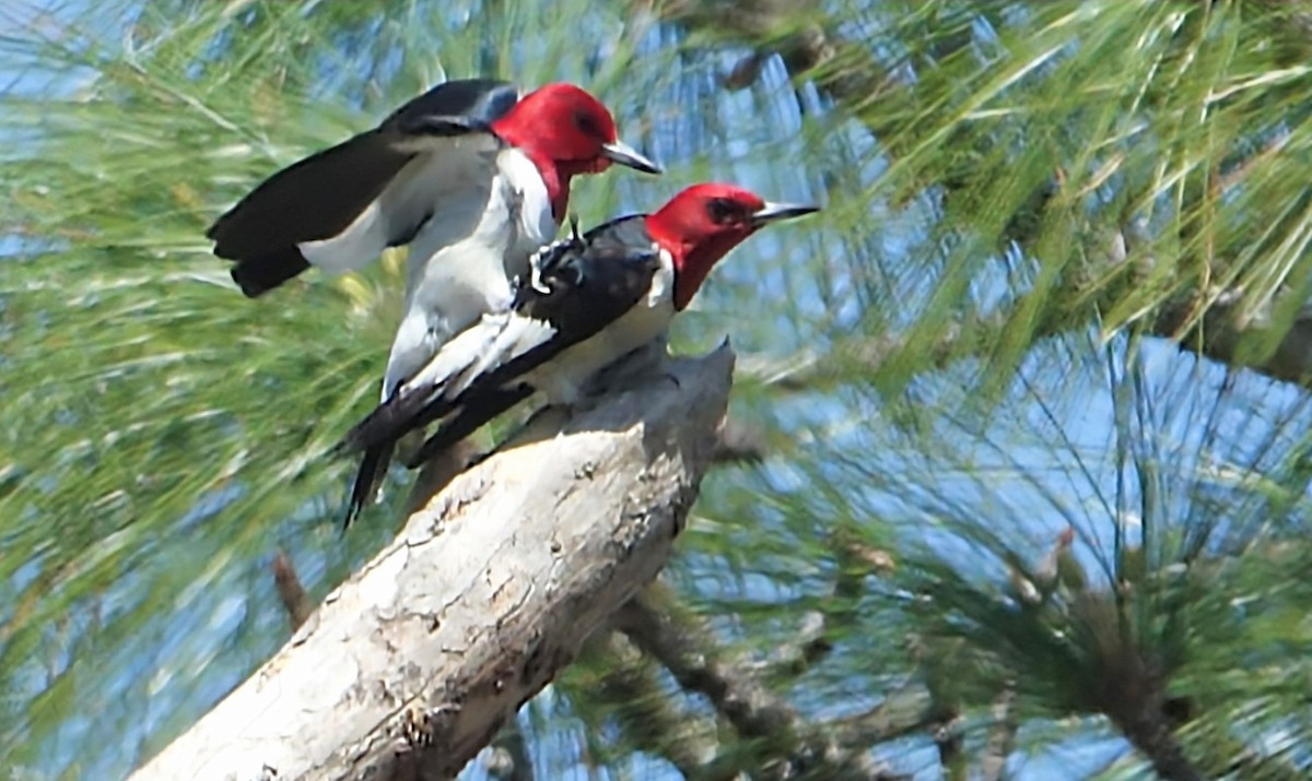 Red-headed Woodpecker - Mike Lowe
