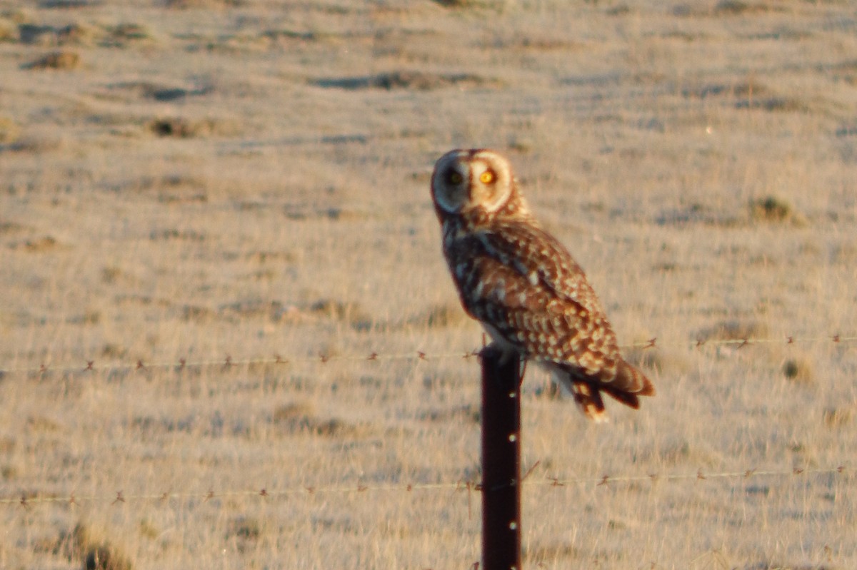 Short-eared Owl - ML618205340