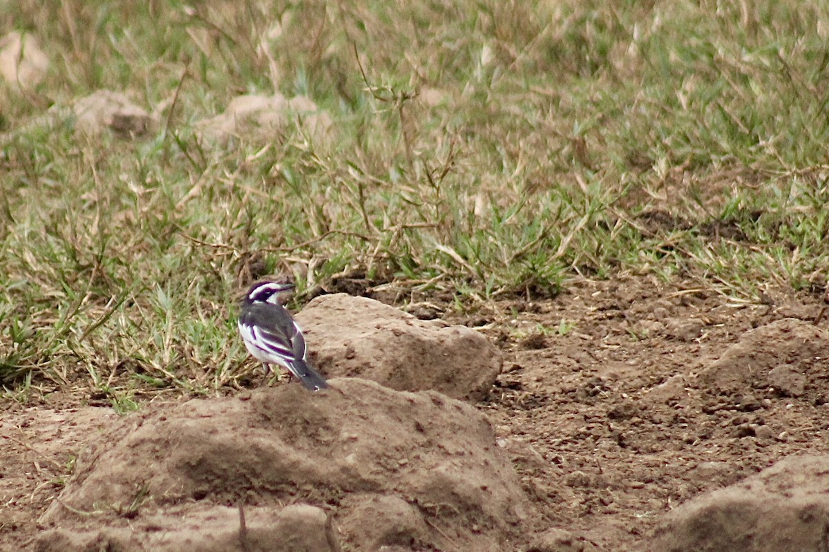 African Pied Wagtail - ML618205354
