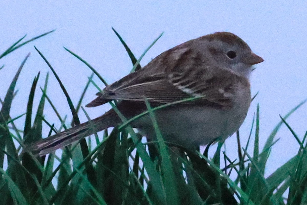 Field Sparrow - Jeff Skevington