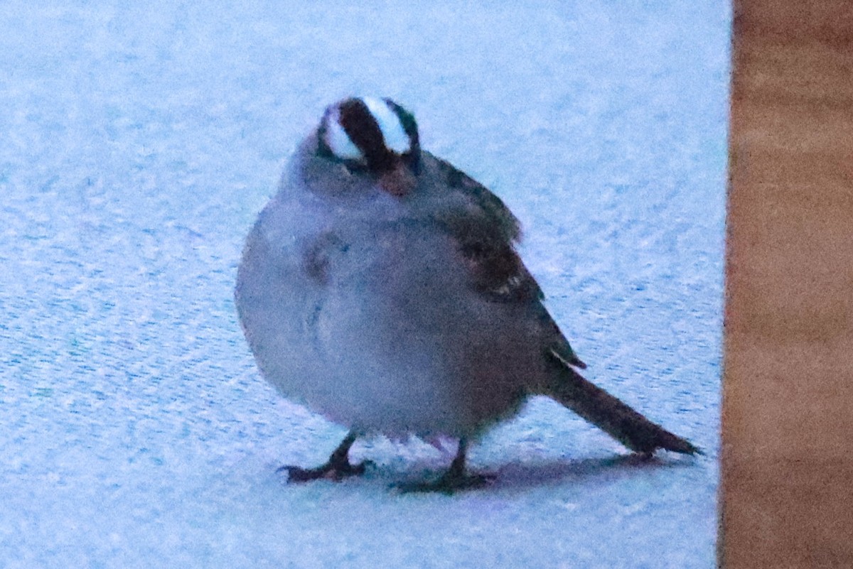 White-crowned Sparrow - Jeff Skevington