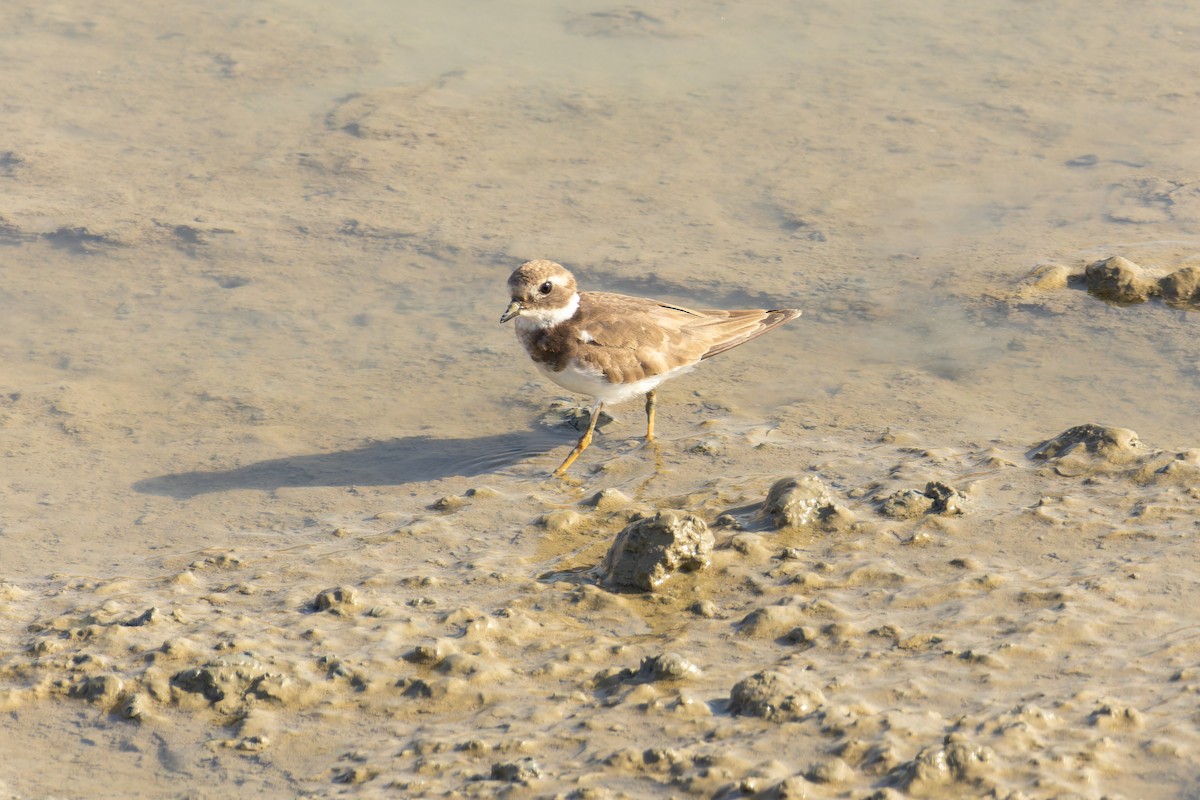 Common Ringed Plover - ML618205429