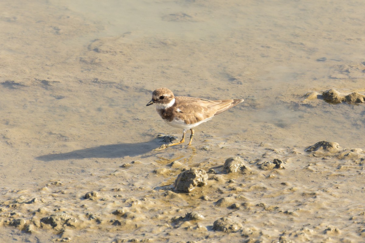 Common Ringed Plover - ML618205430