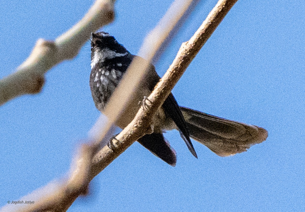 Spot-breasted Fantail - ML618205513