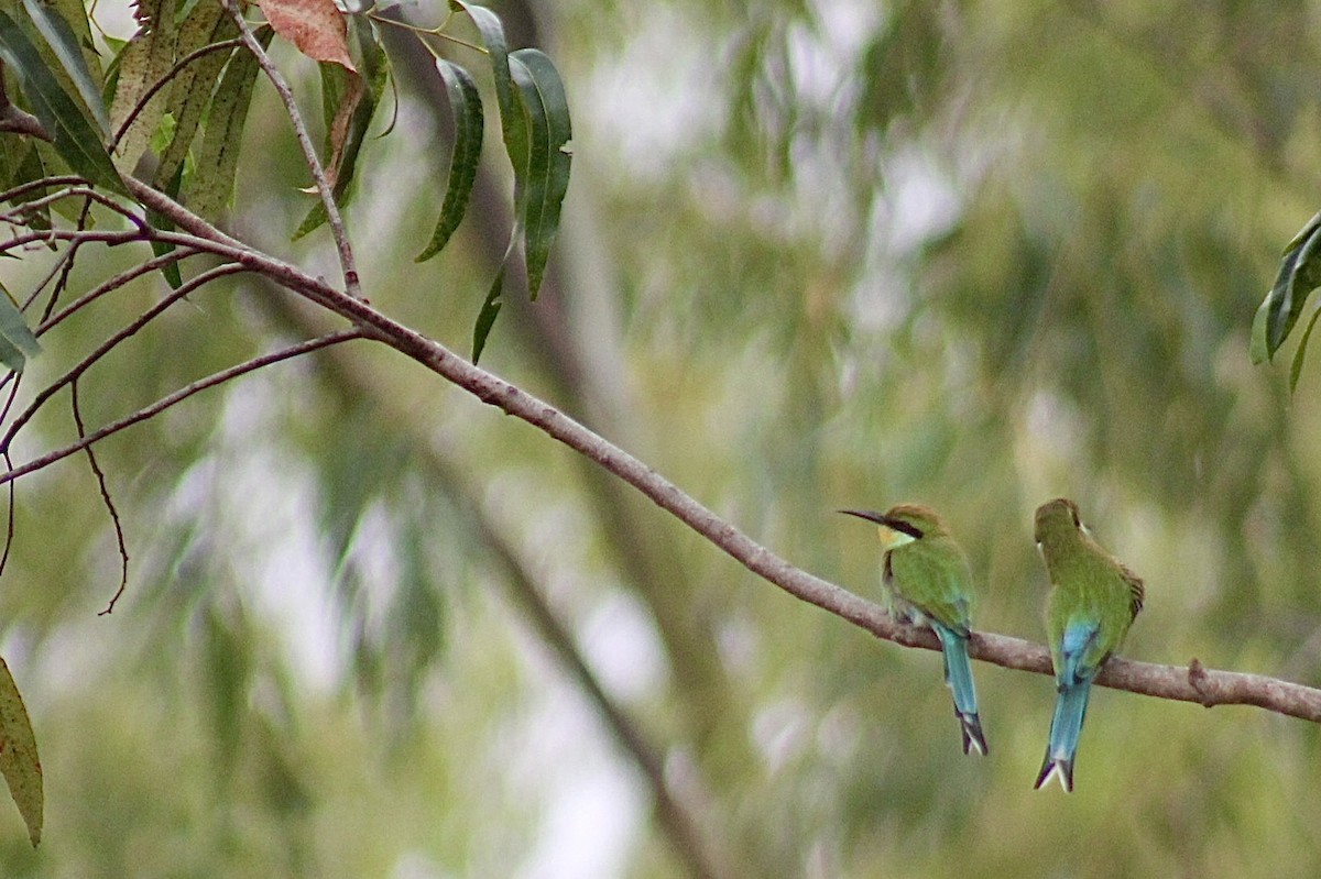 Swallow-tailed Bee-eater - Ella Seifert