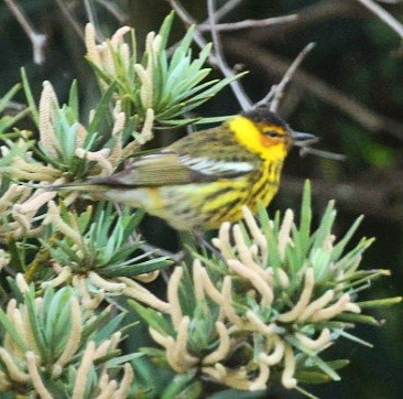 Cape May Warbler - ML618205557