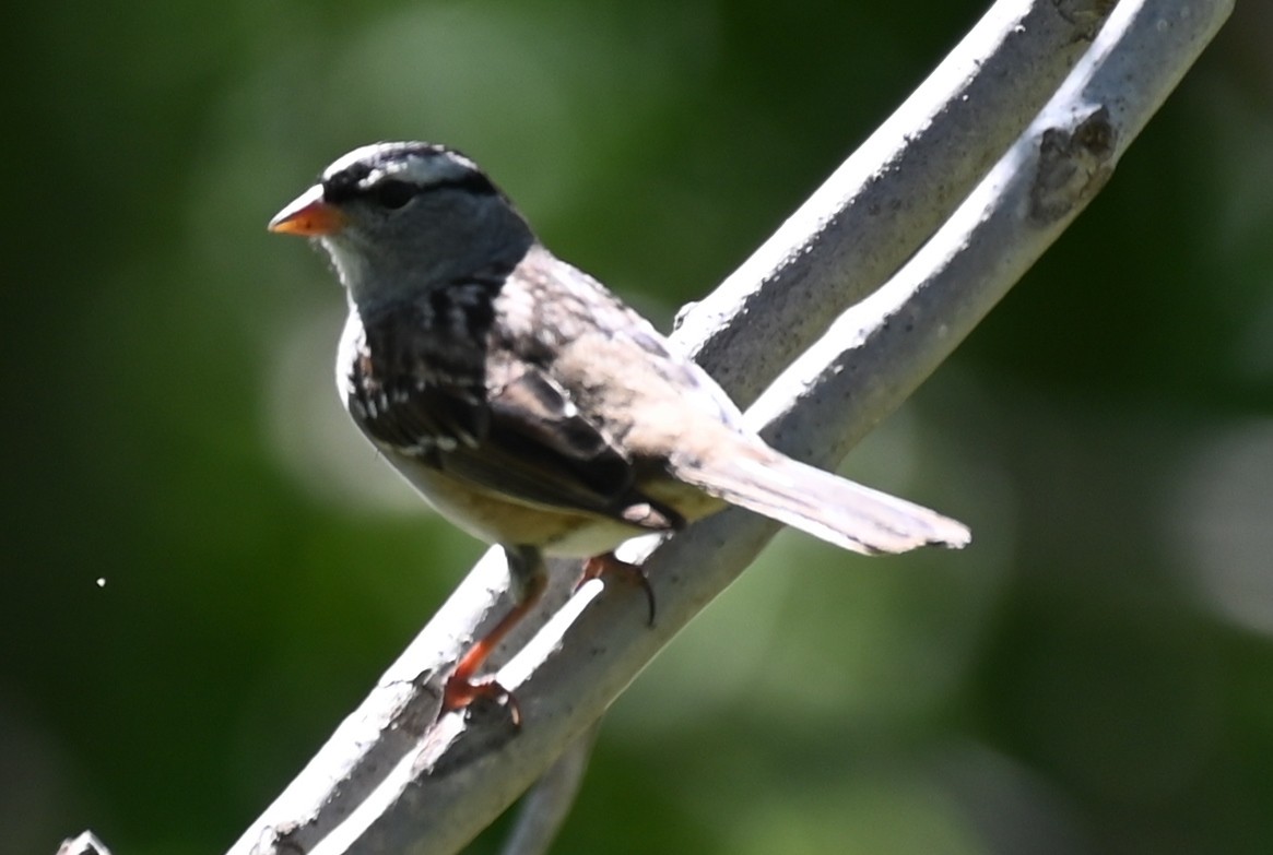 White-crowned Sparrow - Joe Cochran
