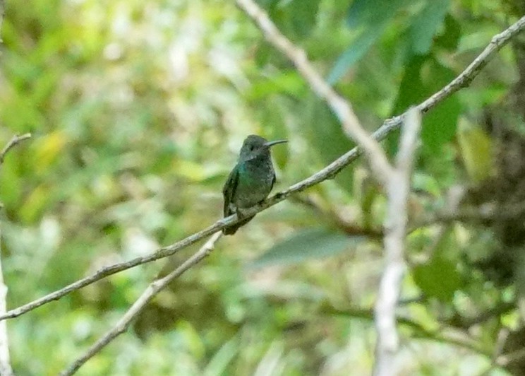 Blue-throated Goldentail - ML618205603