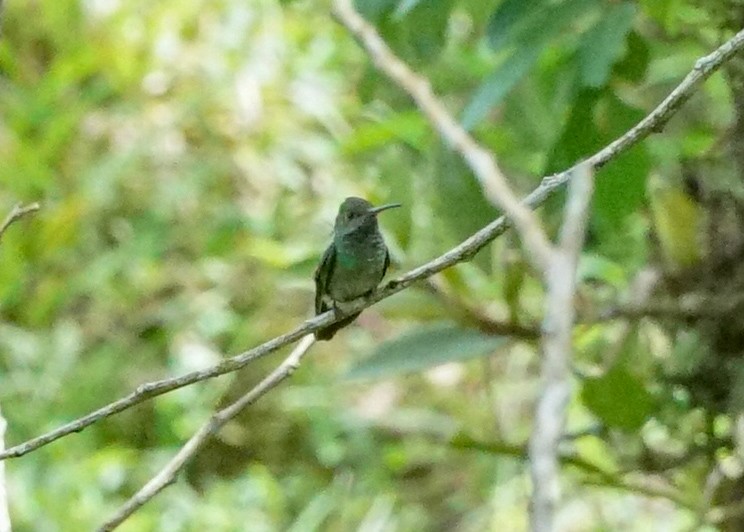 Blue-throated Goldentail - ML618205604