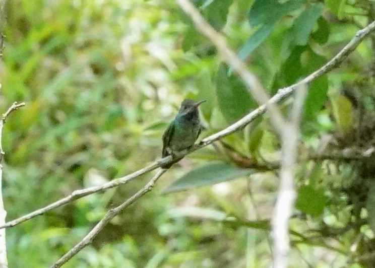 Blue-throated Goldentail - ML618205609