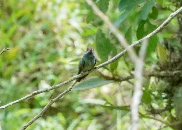 Blue-throated Goldentail - ML618205610
