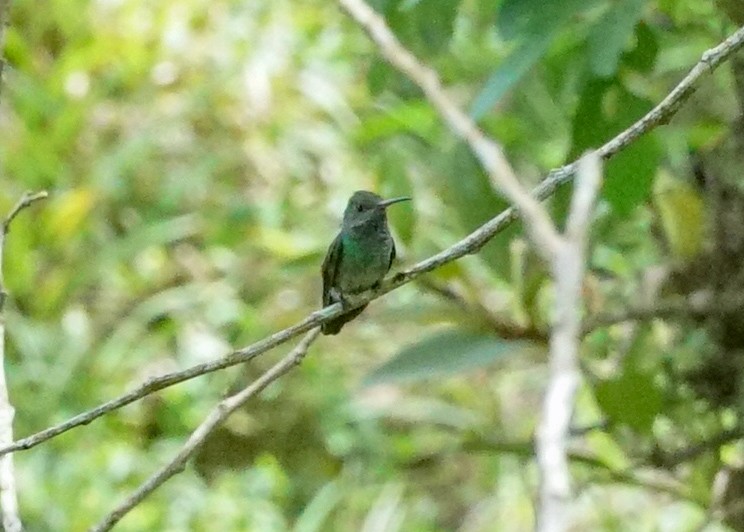Blue-throated Goldentail - ML618205612