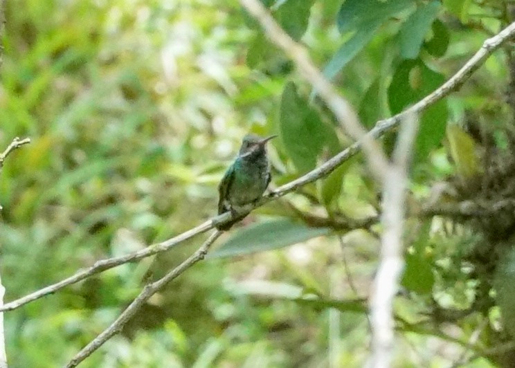 Blue-throated Goldentail - ML618205614