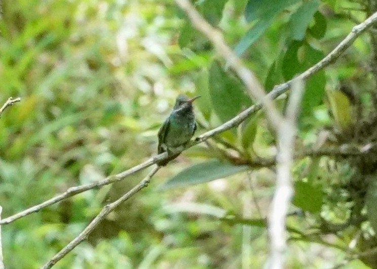 Blue-throated Goldentail - ML618205615