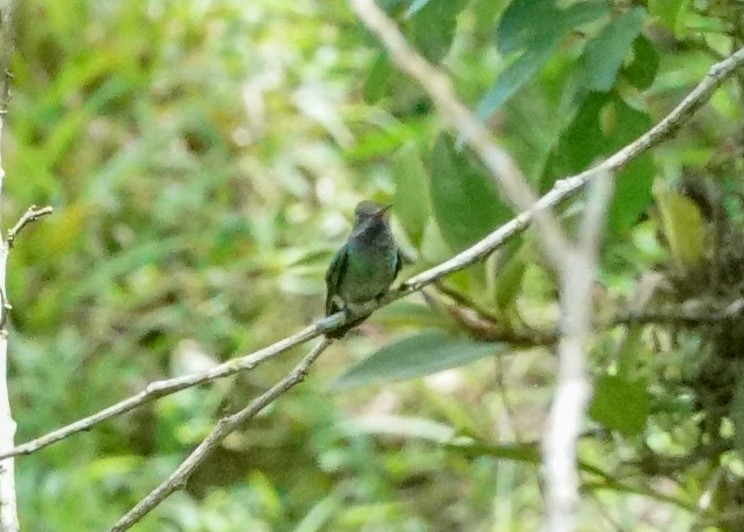 Blue-throated Goldentail - ML618205618