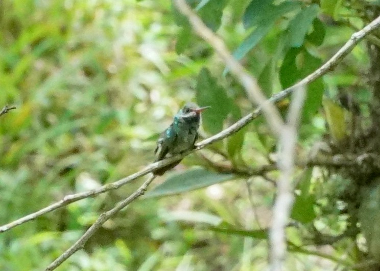 Blue-throated Goldentail - ML618205619
