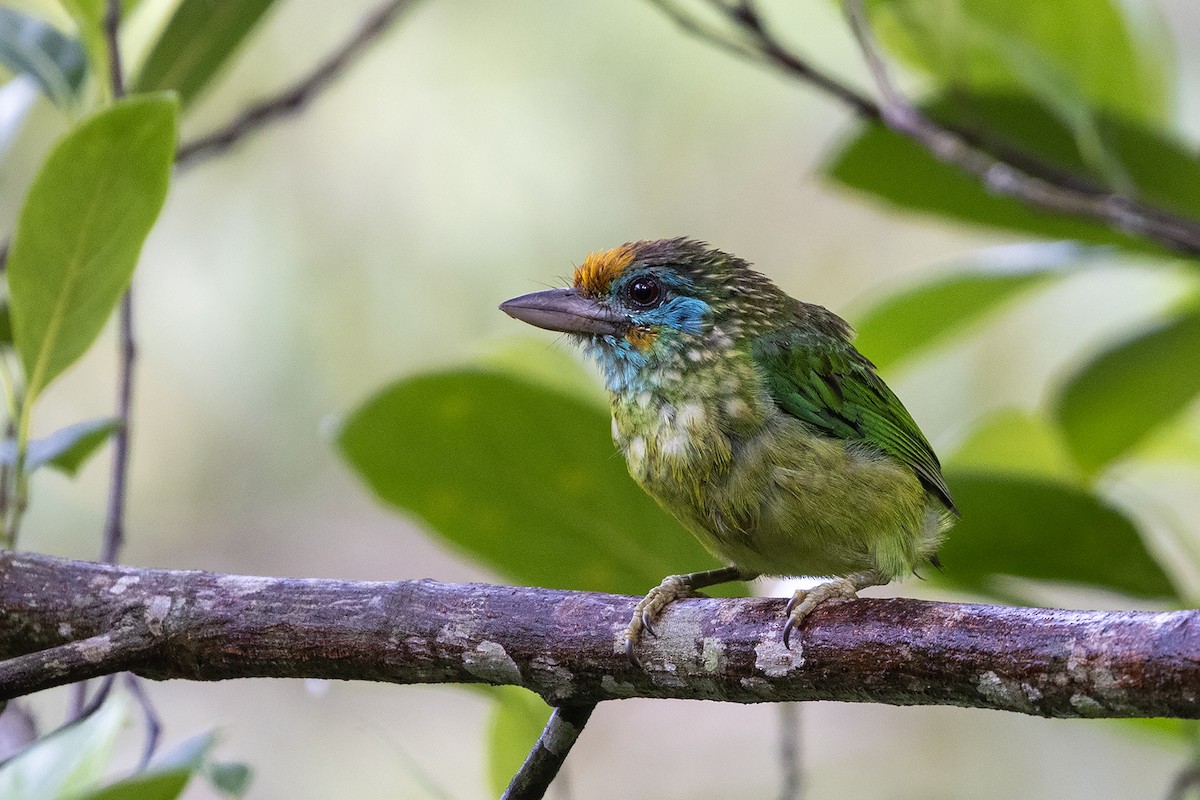 Yellow-fronted Barbet - ML618205645