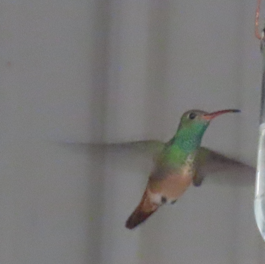 Buff-bellied Hummingbird - ML618205669
