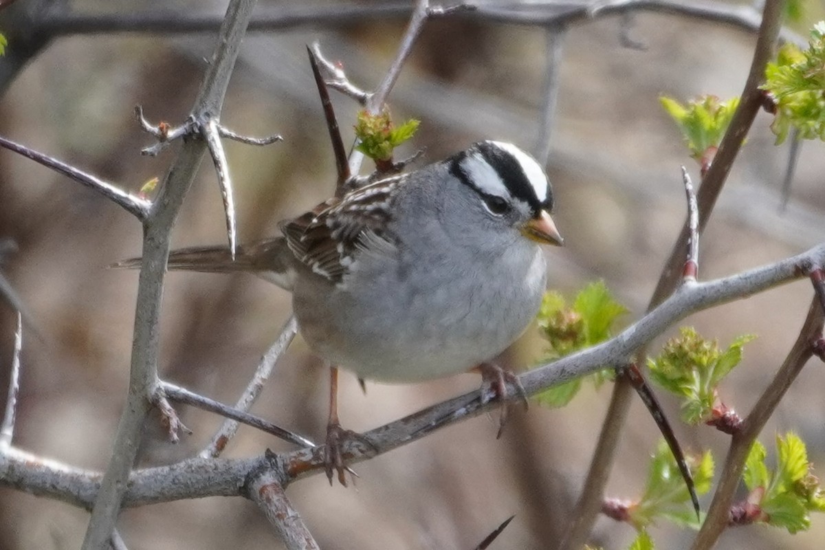 White-crowned Sparrow - Bruce Bosdet