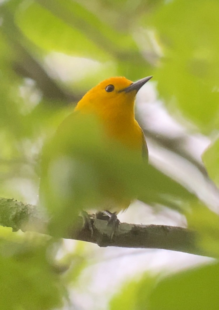 Prothonotary Warbler - ML618205675